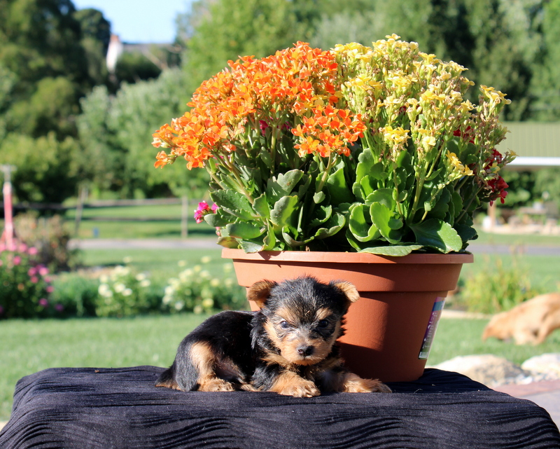 puppy, for, sale, Yorkshire Terrier, Matthew B. Stoltzfus, dog, breeder, Gap, PA, dog-breeder, puppy-for-sale, forsale, nearby, find, puppyfind, locator, puppylocator, aca